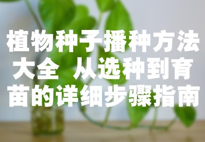 植物种子播种方法大全 从选种到育苗的详细步骤指南
