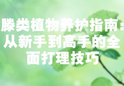 滕类植物养护指南：从新手到高手的全面打理技巧