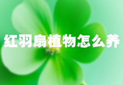 红羽扇植物怎么养